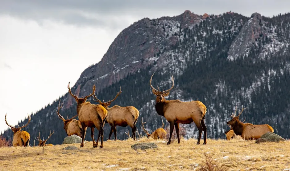 Deer and Mountain