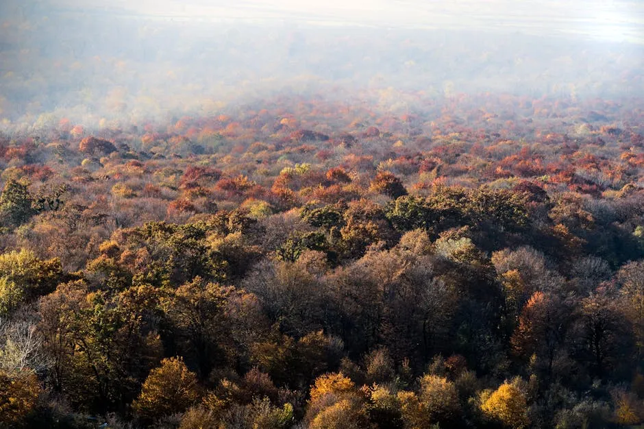 Aerial View of Colorful Autumnal Trees 