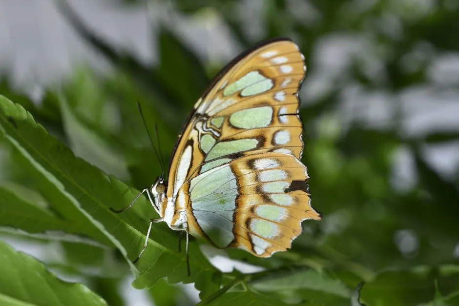 Colorful Butterfly on a Plant 