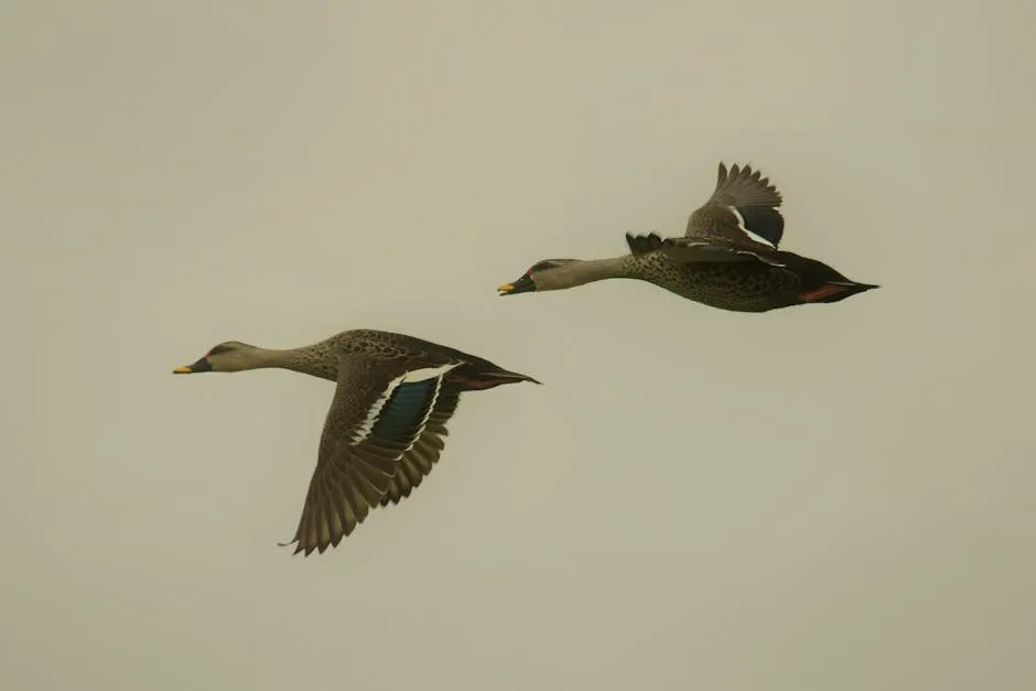 Two ducks flying in the air with one in front