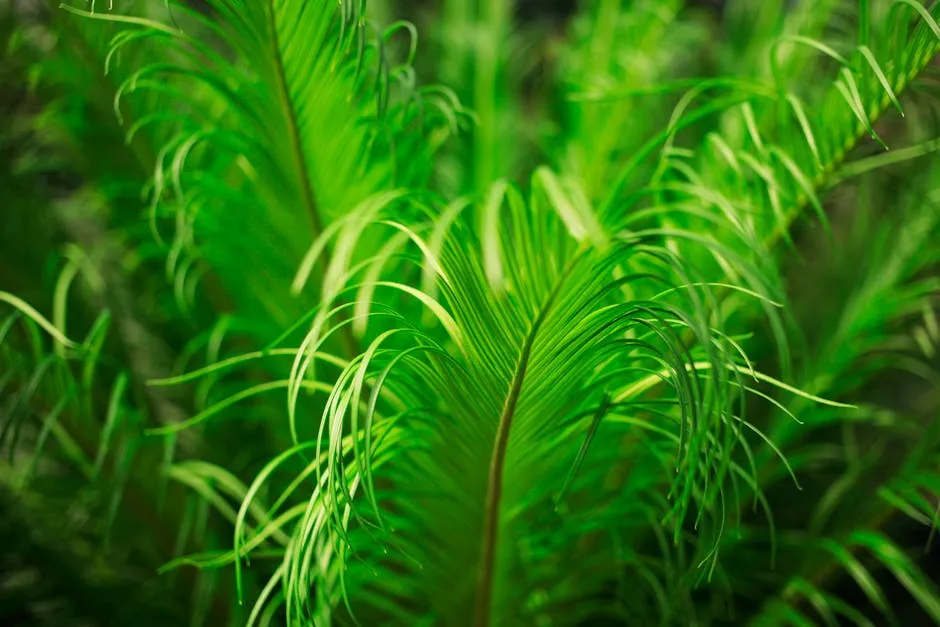 Lush Green Fern Leaves