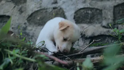 Horizontal video: Puppy dog biting and eating plants 11622180. Duration: 38 seconds. Resolution: 1920x1080