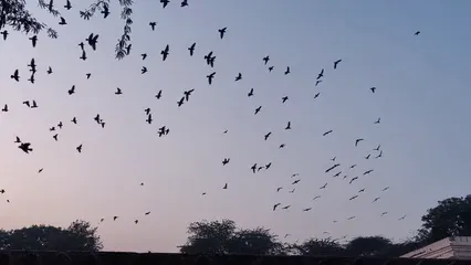 Horizontal video: Birds flying in slow motion 4457089. Duration: 21 seconds. Resolution: 1920x1080