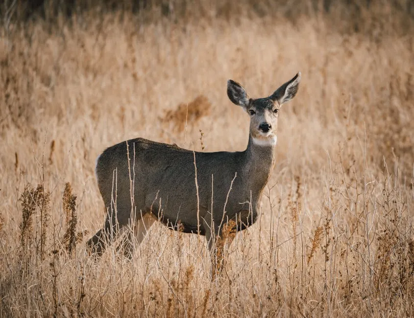 Deer in the Dry Grass 