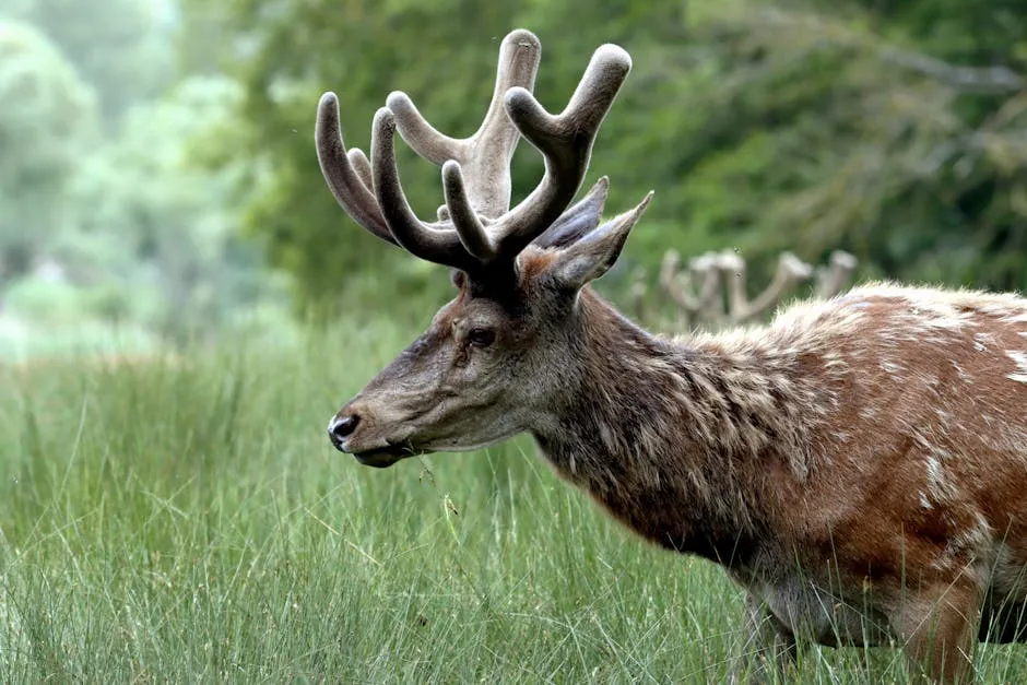 Elk in Nature