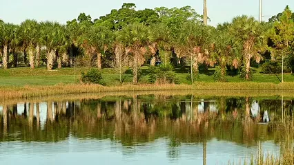 Horizontal video: Trees beside a lake 6081599. Duration: 30 seconds. Resolution: 1920x1080