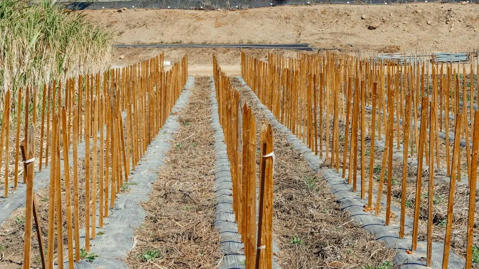 Wooden Sticks on Garden Plots