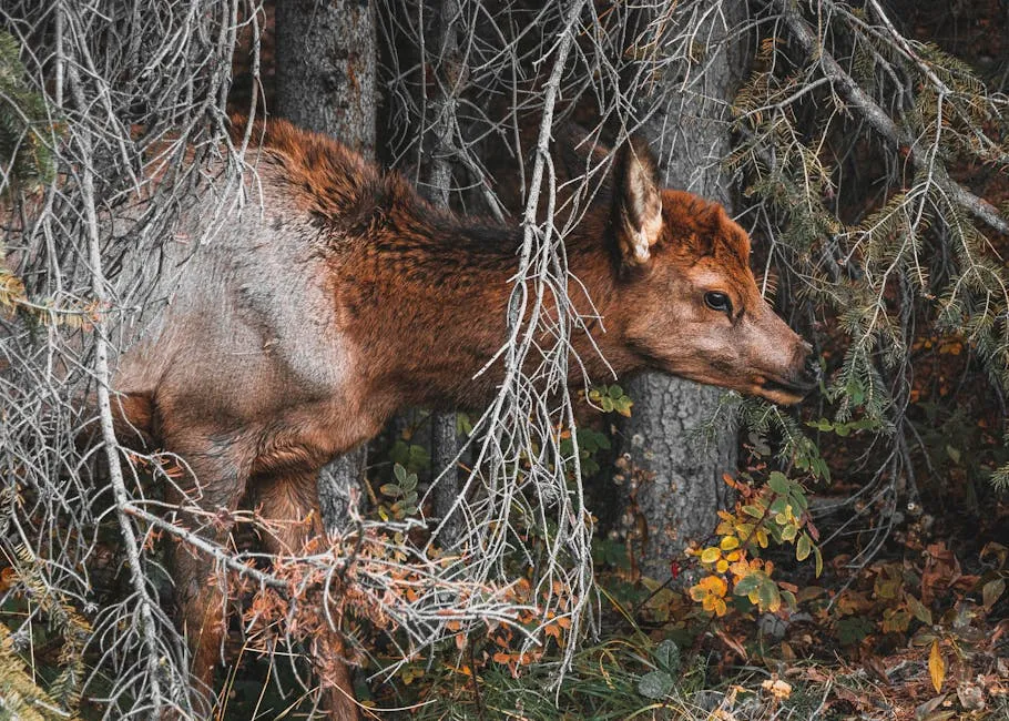 Deer Fawn among Branches