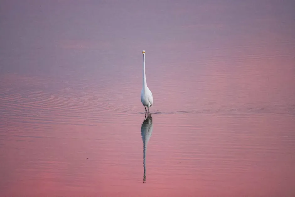 White Heron in a Lake