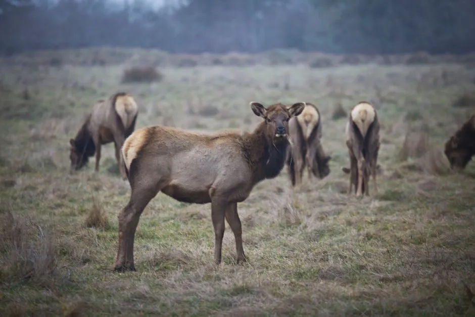 Elk in Nature