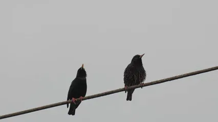 Horizontal video: Two crows perched on an electric wire before one flew away 4309711. Duration: 19 seconds. Resolution: 3840x2160