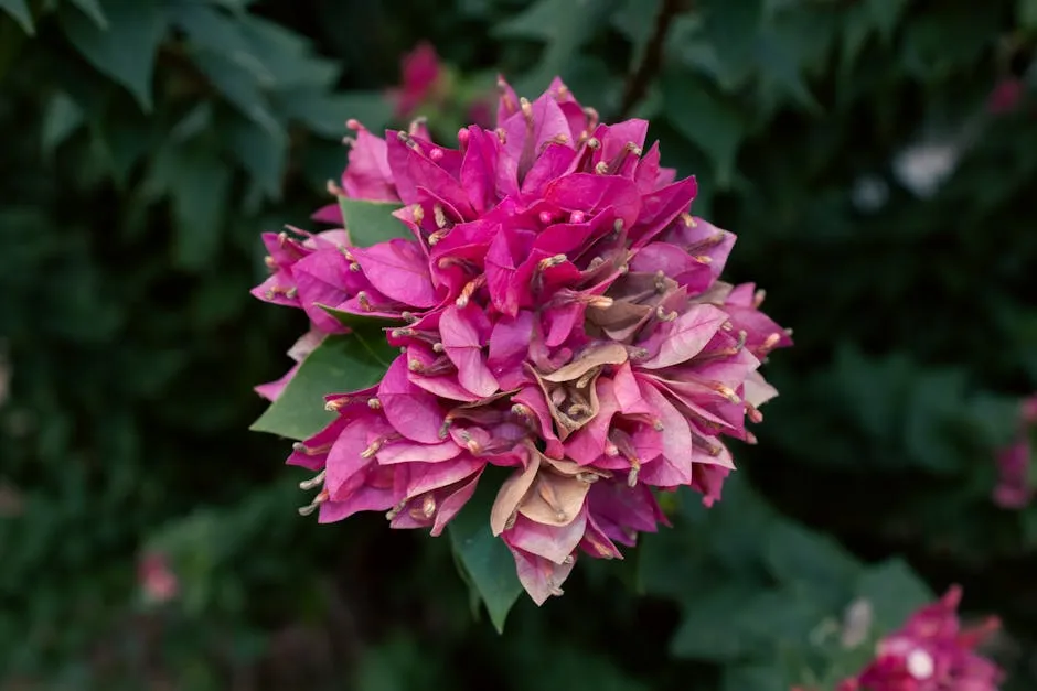 Pink Bougainvillea Flower Bloomed in November