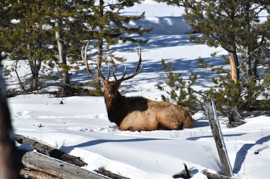 Deer Lying in the Snow among Trees 