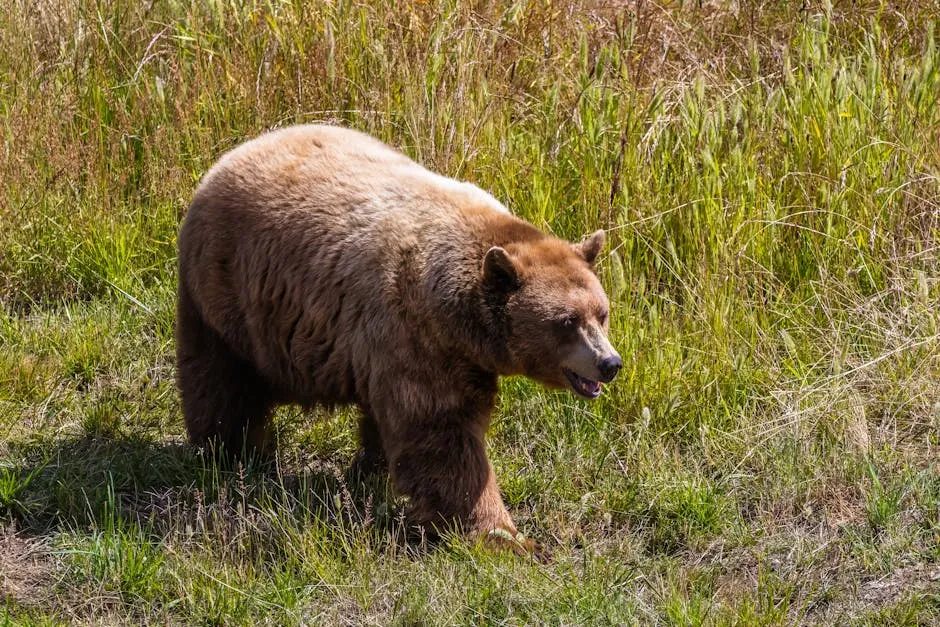 Grizzly Brown Bear 