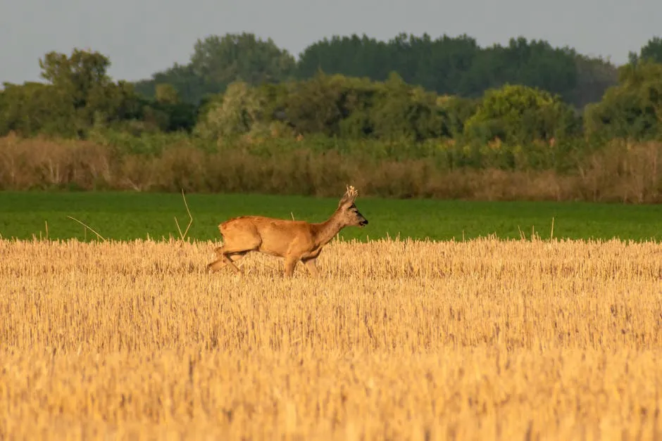 Deer in the Field 