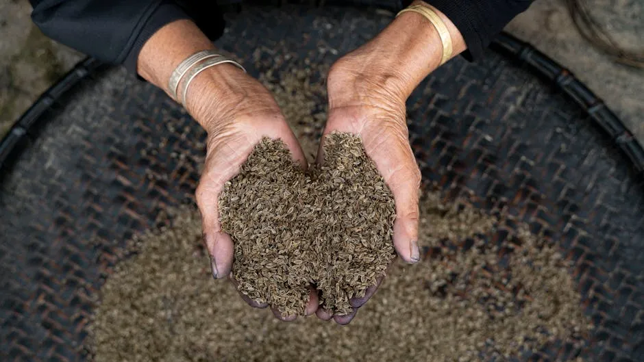 Close-up of Hands of an Elderly Woman Holding Grains