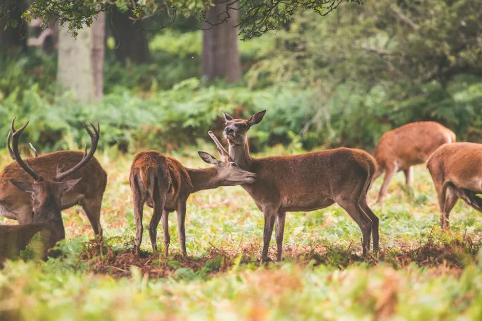 A Herd of Deer on the Meadow