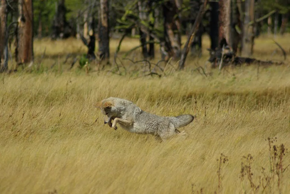 A Coyote on a Grass Field 