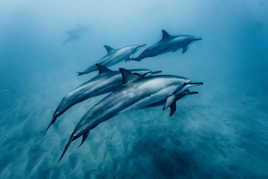 Dolphins Swimming in Sea