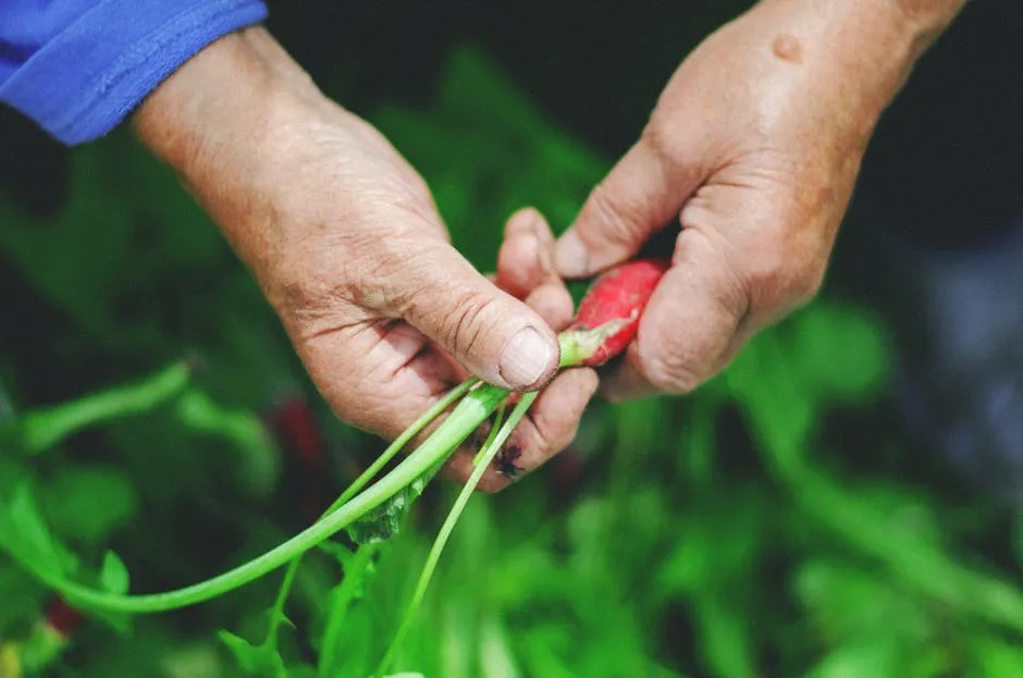 Hands Pulling Radish