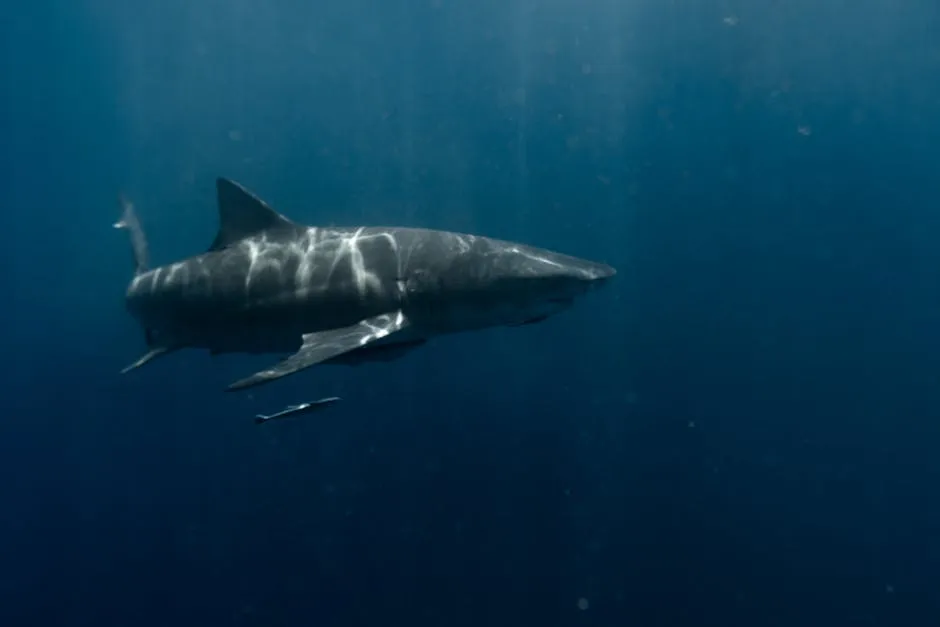 A great white shark swimming in the deep blue ocean, showcasing the beauty of marine life.